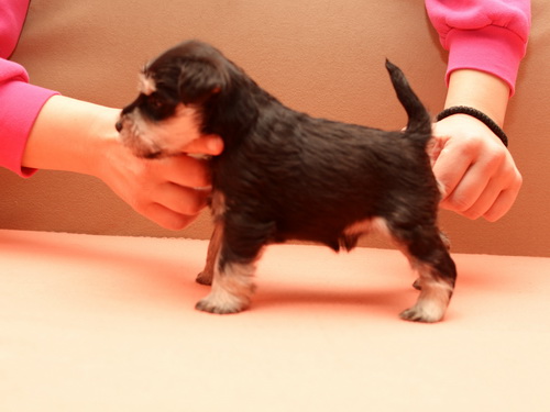 miniature schnauzer patuljasti snaucer